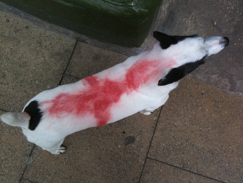 picture showing a jack russell terrier with a red cross of st george spray painted onto its white back