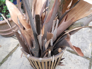 picture of eucalyptus bark fragments