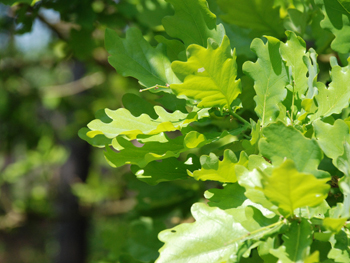 Photo of May leaves