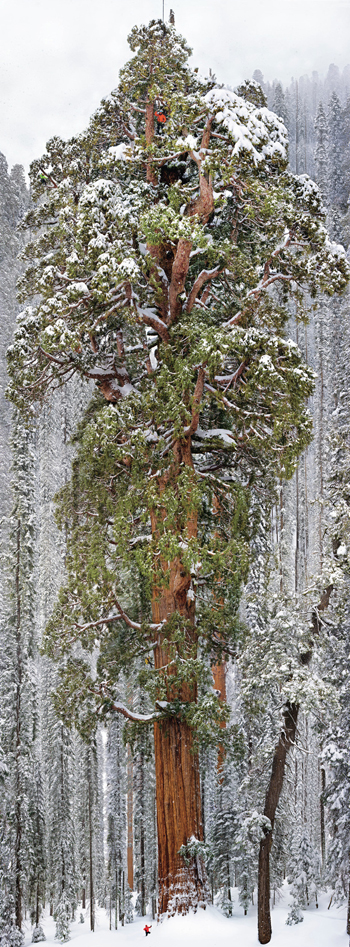 Photo of one of the world's tallest trees, the President in northern California